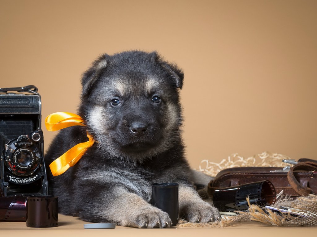 Обои ретро, щенок, фотоаппарат, бантик, кавказская овчарка, retro, puppy, the camera, bow, the caucasian shepherd dog разрешение 3200x2057 Загрузить