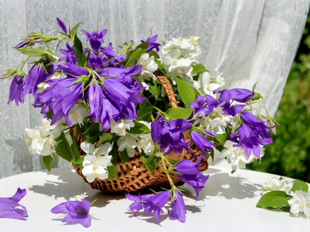 Обои букет, корзина, колокольчики, жасмин, bouquet, basket, bells, jasmine разрешение 2400x1565 Загрузить