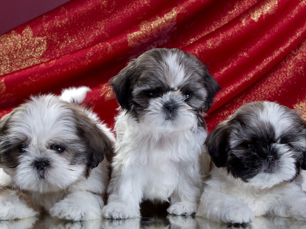 Обои щенки, трио, ши-тцу, puppies, trio, shih tzu разрешение 2100x1280 Загрузить