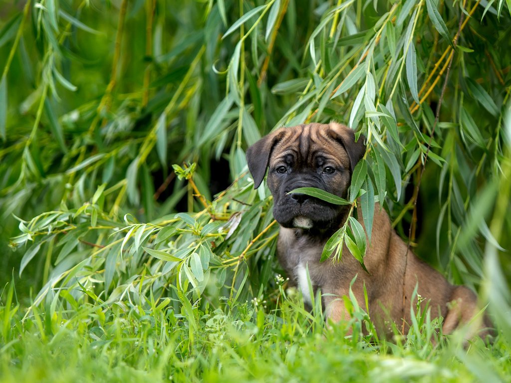 Обои трава, щенок, ива, кане-корсо, верба, grass, puppy, iva, cane corso, verba разрешение 3000x1968 Загрузить