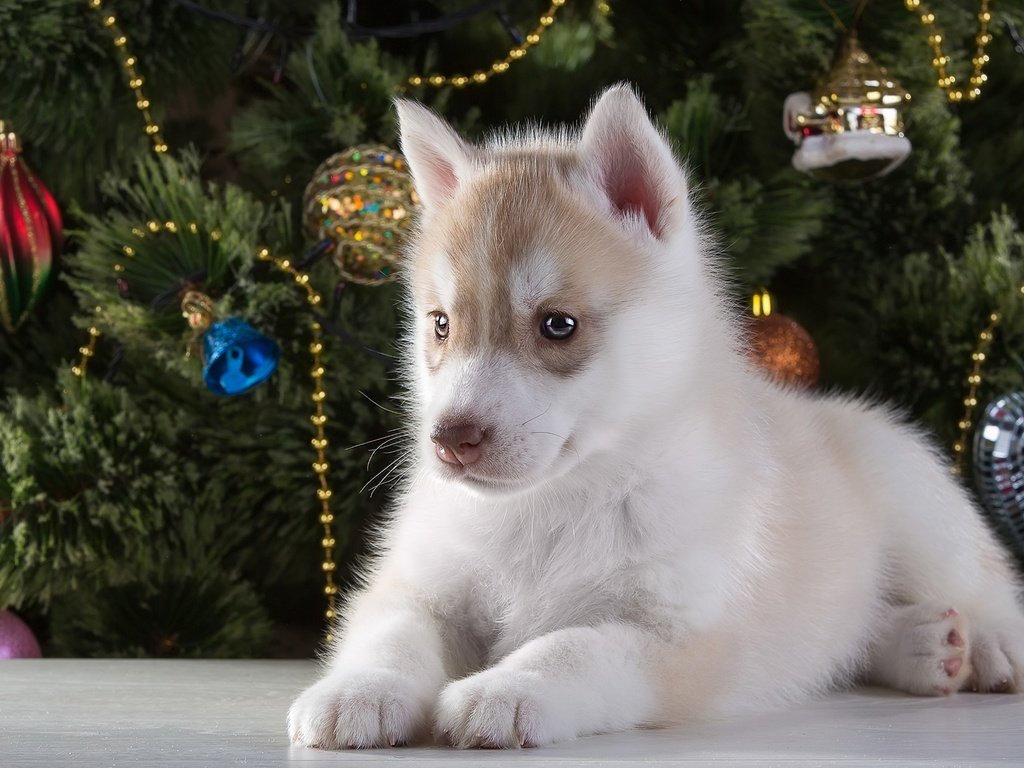 Обои новый год, елка, щенок, хаски, порода, new year, tree, puppy, husky, breed разрешение 3000x1937 Загрузить