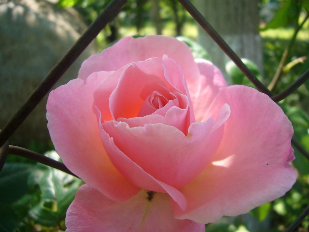 Обои роза, сад, тень, rose, garden, shadow разрешение 2048x1536 Загрузить