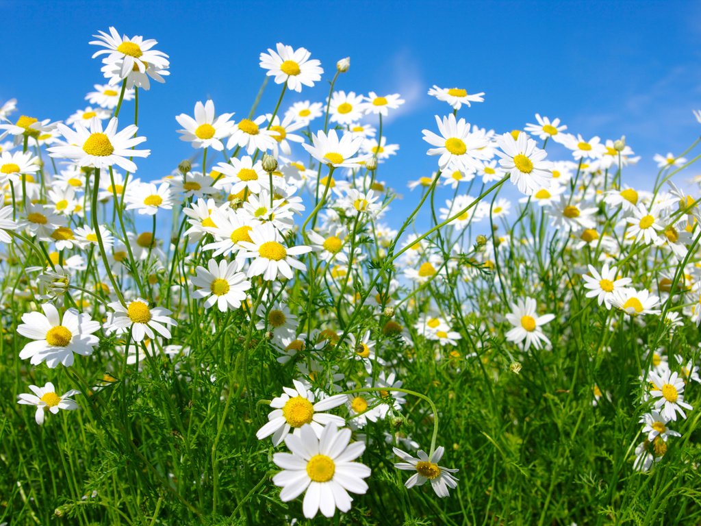 Обои небо, цветы, макро, поле, луг, ромашки, the sky, flowers, macro, field, meadow, chamomile разрешение 4000x2558 Загрузить