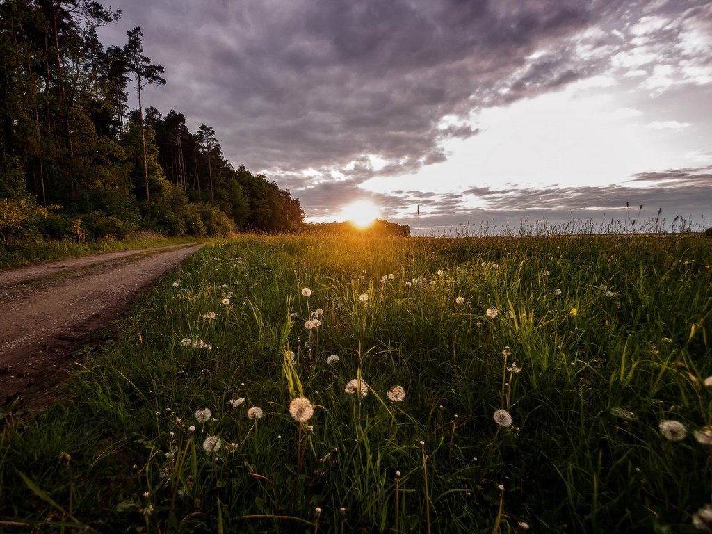 Обои свет, дорога, цветы, трава, деревья, поле, одуванчики, light, road, flowers, grass, trees, field, dandelions разрешение 2048x1360 Загрузить