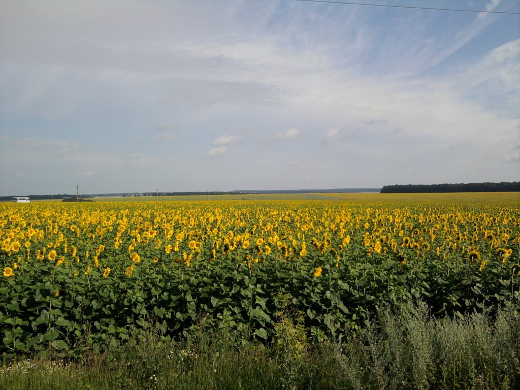 Обои солнце, поле, лето, подсолнуха, the sun, field, summer, sunflower разрешение 2048x1536 Загрузить