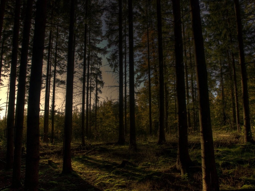 Обои деревья, вечер, лес, trees, the evening, forest разрешение 3872x2592 Загрузить