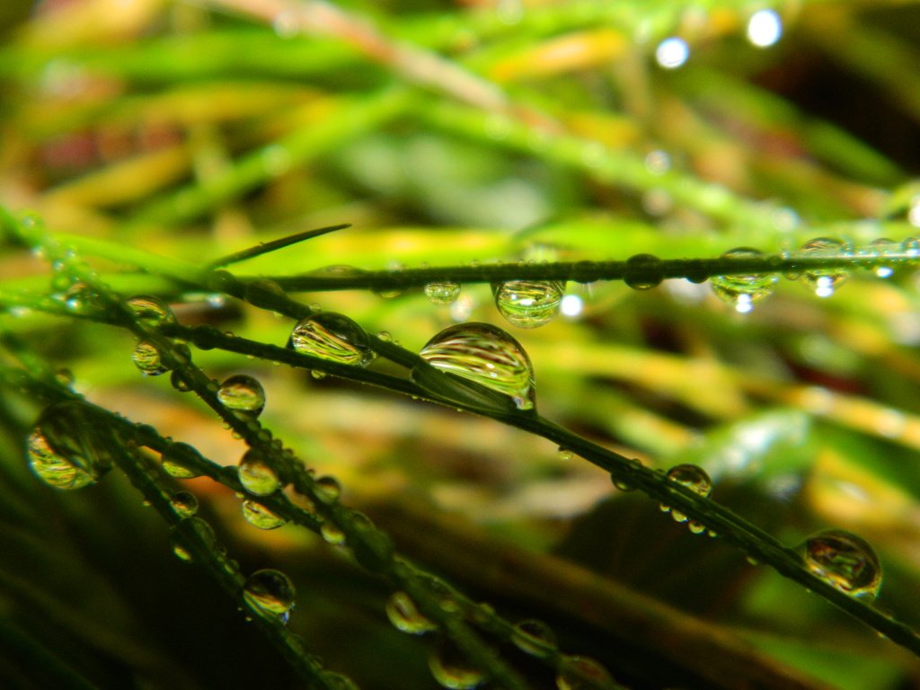 Обои трава, зелень, макро, капли, grass, greens, macro, drops разрешение 4320x3240 Загрузить