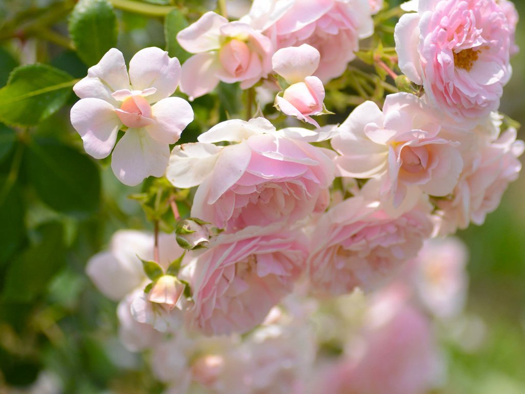 Обои макро, розы, лепестки, бутончики, macro, roses, petals, buds разрешение 2048x1356 Загрузить