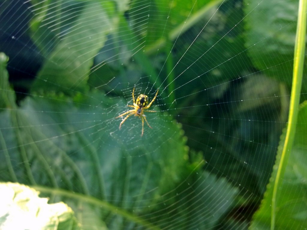 Обои зелень, насекомое, лето, паук, паутина, greens, insect, summer, spider, web разрешение 2592x1944 Загрузить