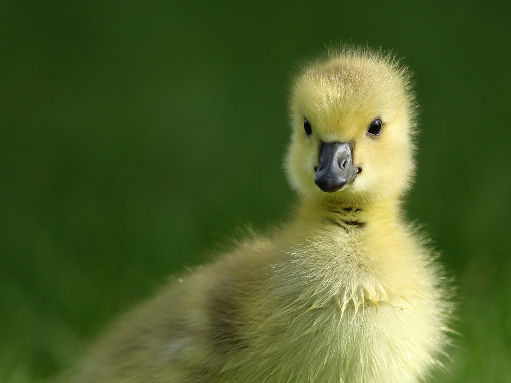 Обои птенец, птица, малыш, утенок, гусенок, chick, bird, baby, duck, gosling разрешение 2048x1536 Загрузить
