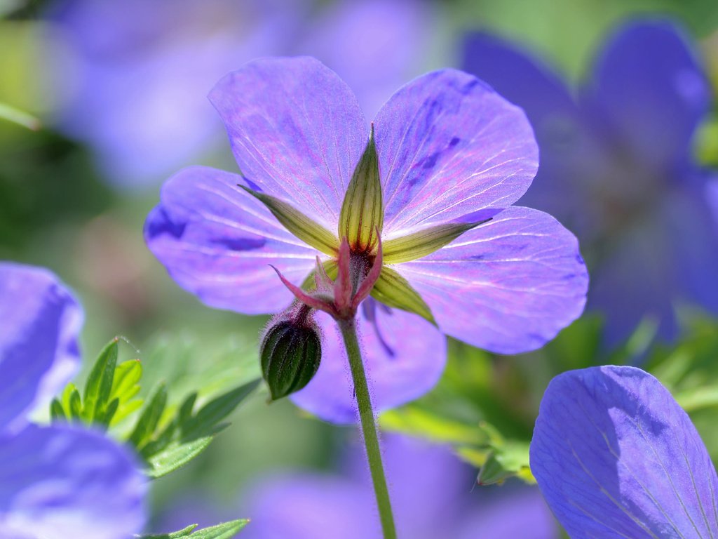 Обои цветы, макро, лепестки, герань, гераниум, flowers, macro, petals, geranium разрешение 2048x1365 Загрузить