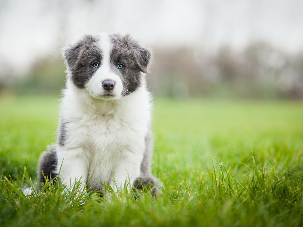 Обои трава, поле, собака, луг, щенок, аусси, серый с белым, grass, field, dog, meadow, puppy, aussie, grey with white разрешение 2048x1152 Загрузить