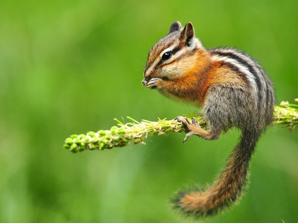 Обои ветка, фон, цветок, белка, бурундук, branch, background, flower, protein, chipmunk разрешение 1920x1080 Загрузить