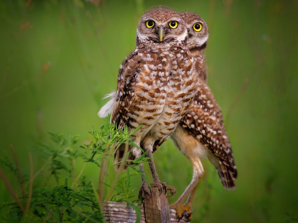 Обои сова, птенец, америка, птица, сыч, кроличий, кроликовая сова, пещерная, owl, chick, america, bird, rabbit, rabbit owl, cave разрешение 2560x1654 Загрузить