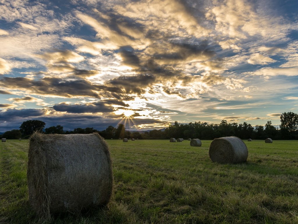 Обои природа, поле, сено, лето, тюки, рулоны, nature, field, hay, summer, bales, rolls разрешение 1920x1209 Загрузить