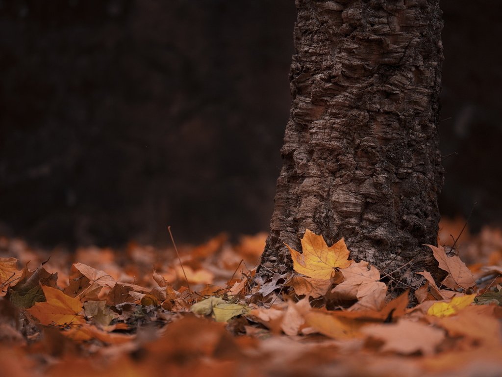 Обои дерево, листья, осень, tree, leaves, autumn разрешение 1920x1195 Загрузить