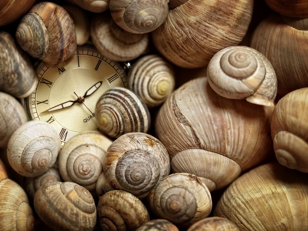 Обои часы, ракушки, время, watch, shell, time разрешение 2048x1361 Загрузить