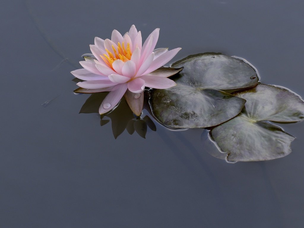 Обои вода, листья, кувшинка, нимфея, водяная лилия, water, leaves, lily, nymphaeum, water lily разрешение 2899x1920 Загрузить