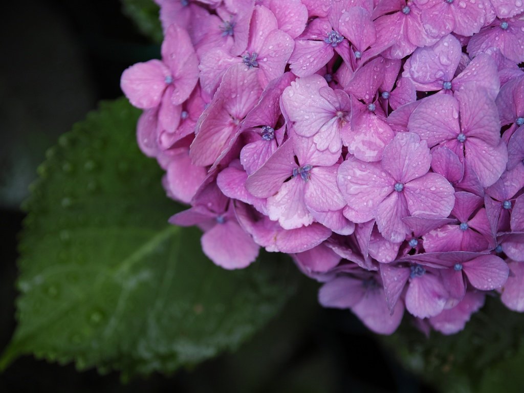 Обои цветы, зелень, макро, капли, лето, гортензия, flowers, greens, macro, drops, summer, hydrangea разрешение 2880x1920 Загрузить