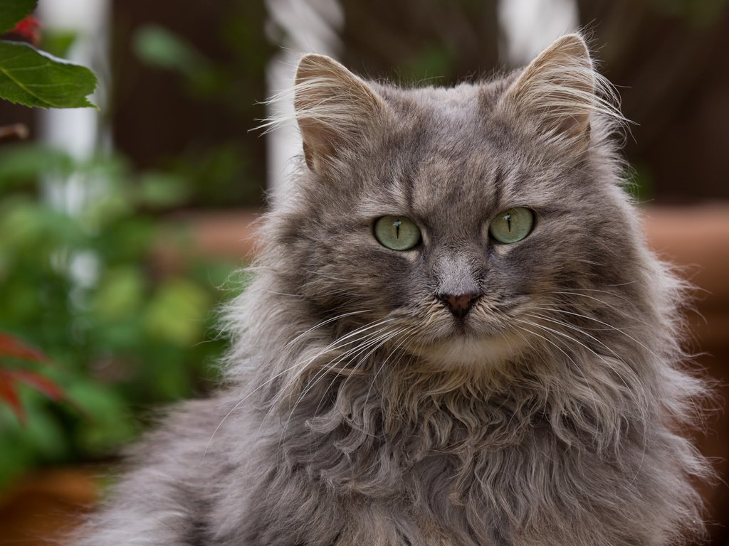 Обои глаза, кот, кошка, взгляд, пушистый, серый, eyes, cat, look, fluffy, grey разрешение 2048x1536 Загрузить