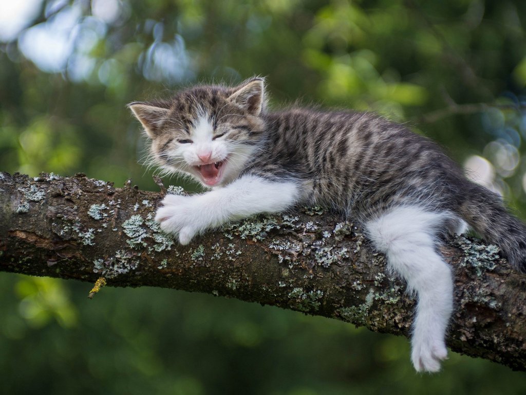 Обои ветка, кошка, котенок, малыш, страх, на дереве, branch, cat, kitty, baby, fear, on the tree разрешение 2048x1280 Загрузить