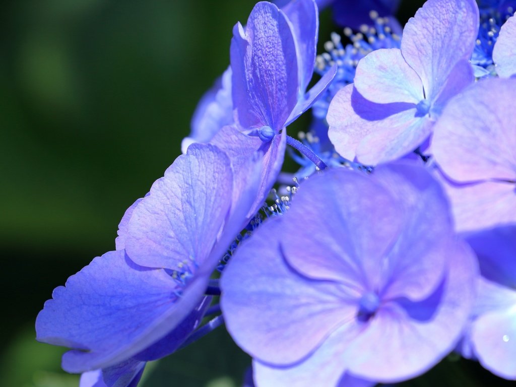 Обои цветы, макро, лепестки, соцветие, гортензия, flowers, macro, petals, inflorescence, hydrangea разрешение 2880x1920 Загрузить