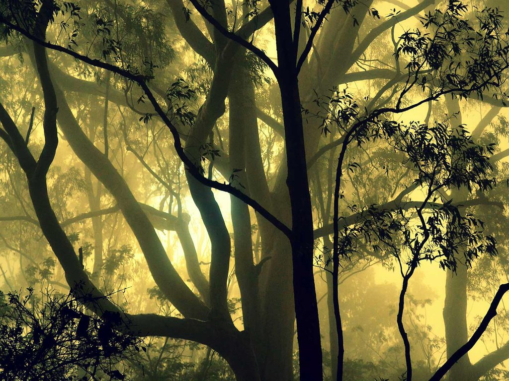 Обои деревья, лес, туман, индия, карнатака, trees, forest, fog, india, karnataka разрешение 1920x1080 Загрузить