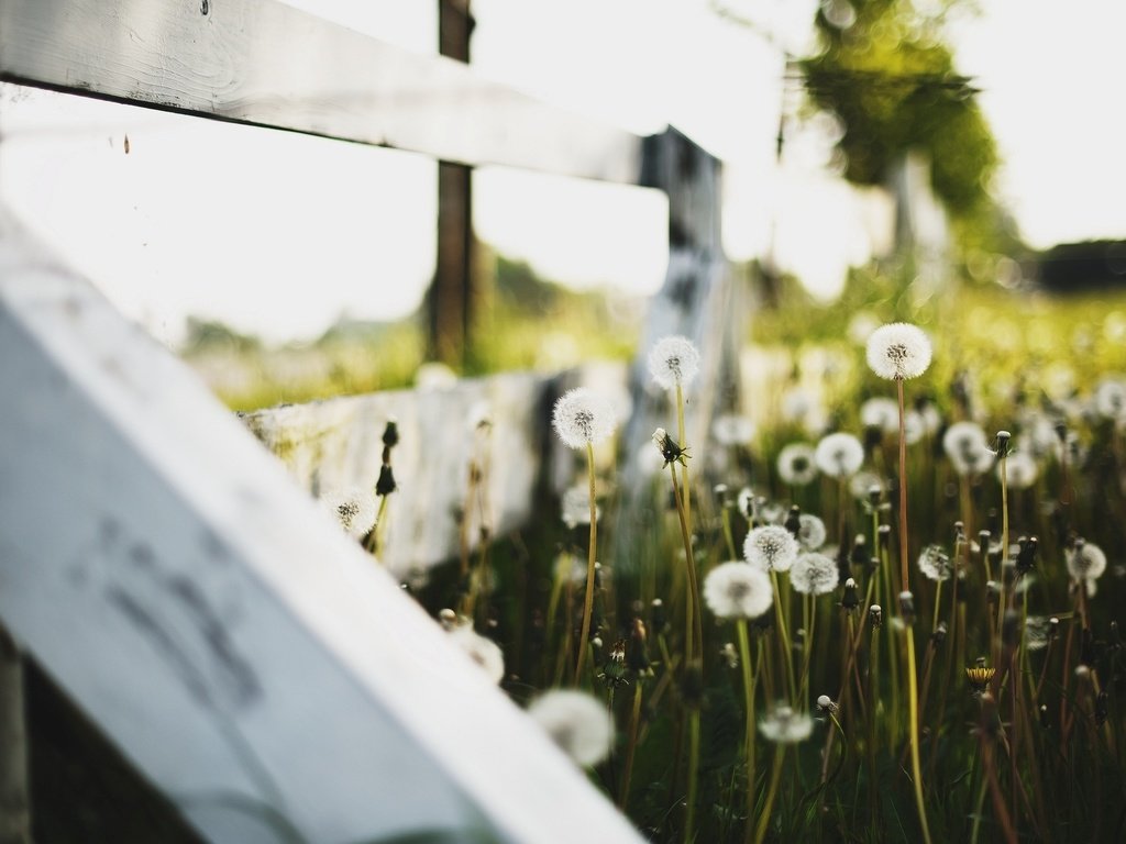 Обои цветы, макро, забор, одуванчики, пух, flowers, macro, the fence, dandelions, fluff разрешение 1920x1200 Загрузить