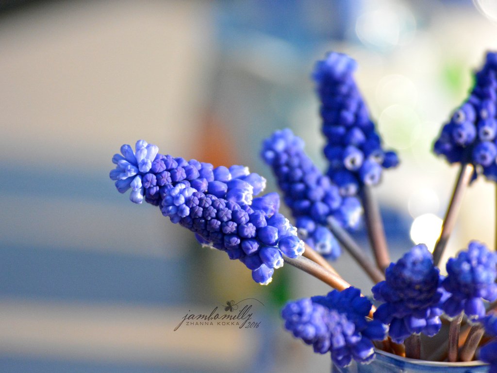 Обои цветы, макро, весна, синие, мускари, flowers, macro, spring, blue, muscari разрешение 2992x2000 Загрузить