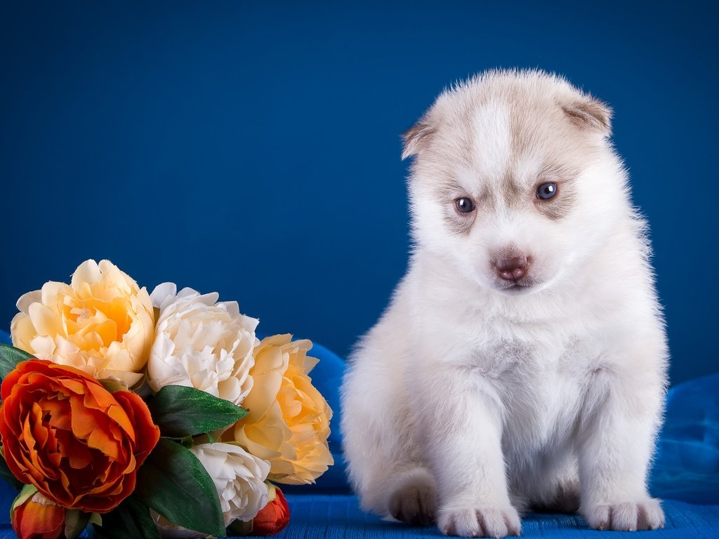 Обои цветы, щенок, хаски, flowers, puppy, husky разрешение 3600x2350 Загрузить