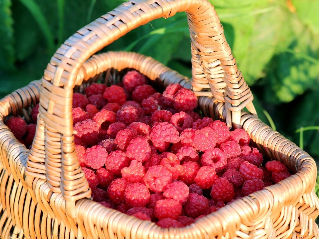 Обои малина, корзина, ягоды, raspberry, basket, berries разрешение 2000x1333 Загрузить