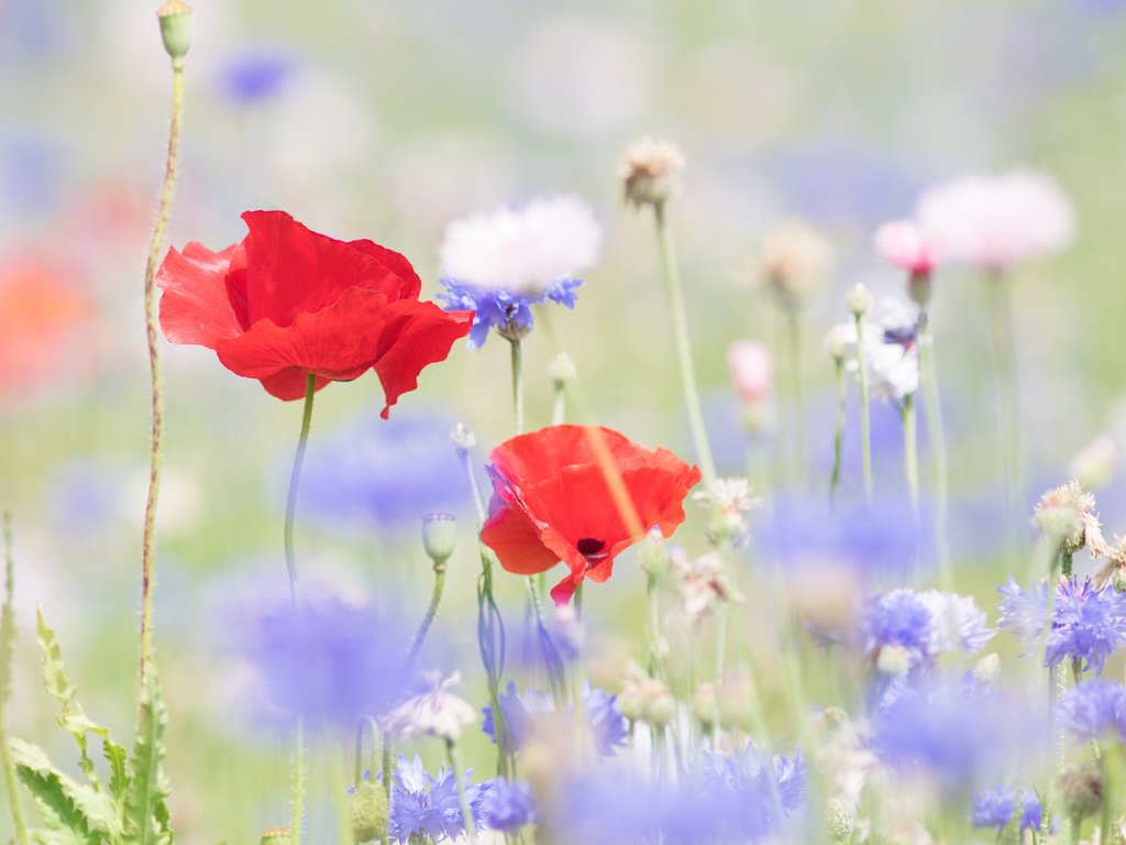 Обои цветы, лето, маки, размытость, васильки, flowers, summer, maki, blur, cornflowers разрешение 2048x1362 Загрузить