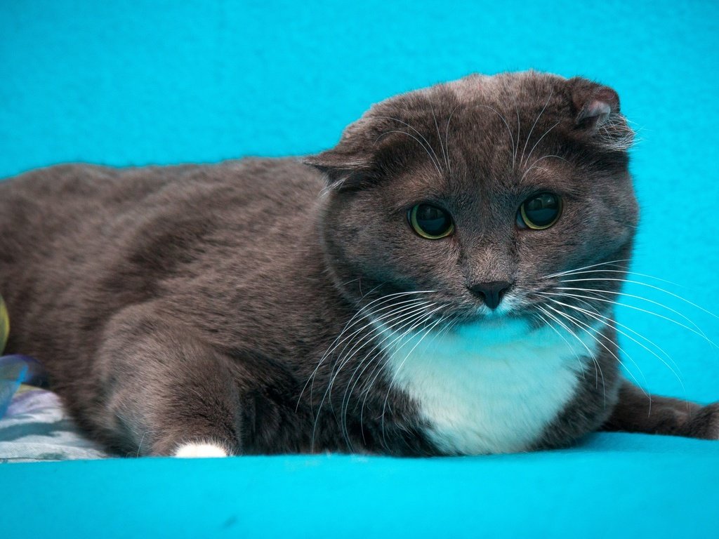 Обои кот, кошка, серый, голубой фон, шотландский вислоухий, cat, grey, blue background, scottish fold разрешение 2880x1620 Загрузить