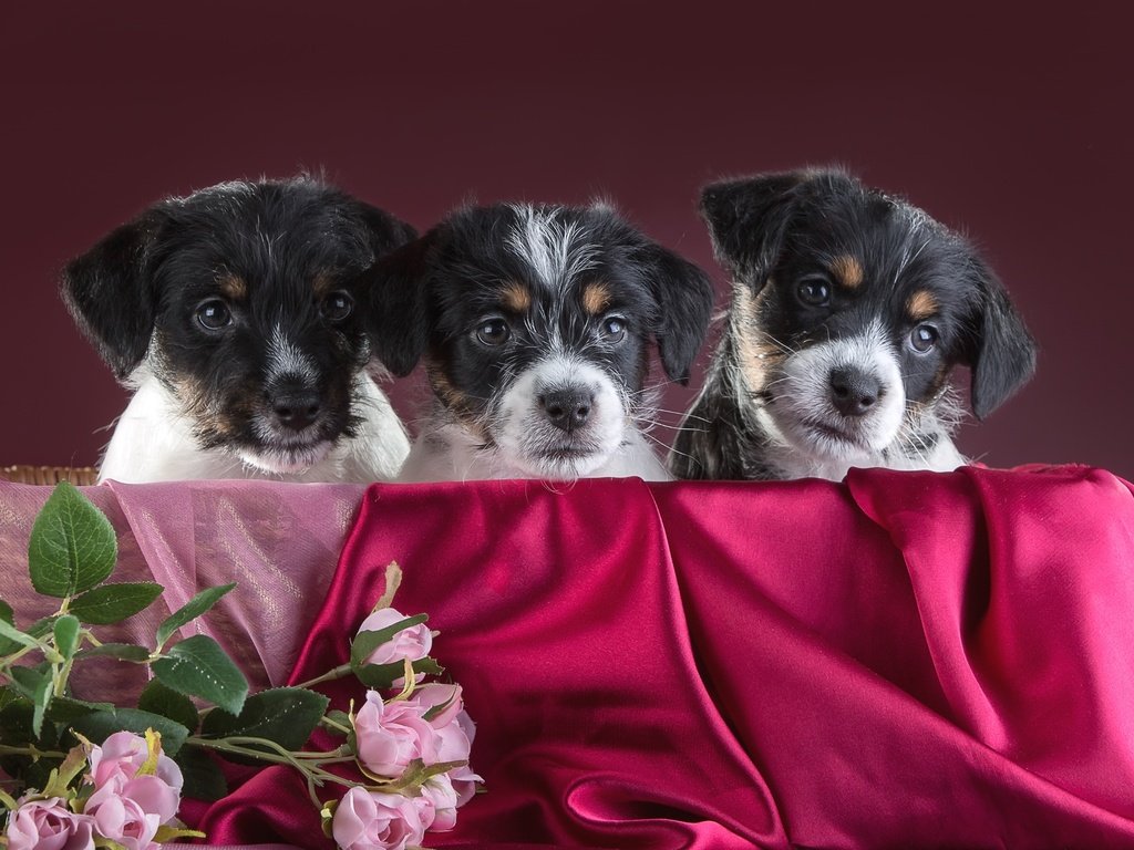 Обои розы, щенки, трио, джек-рассел-терьер, roses, puppies, trio, jack russell terrier разрешение 3000x1939 Загрузить