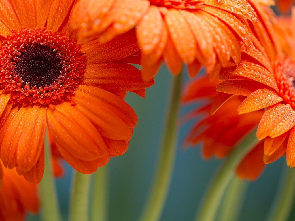 Обои цветы, макро, гербера, flowers, macro, gerbera разрешение 2048x1365 Загрузить