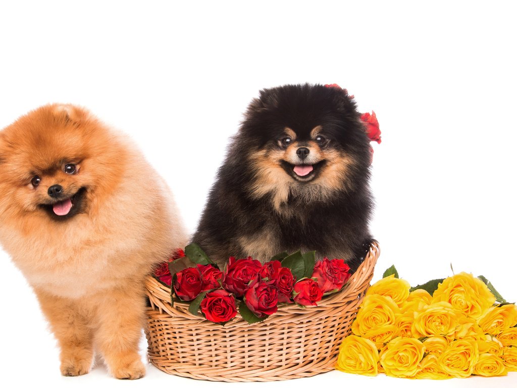 Обои цветы, розы, взгляд, пушистые, корзина, песики, шпиц, flowers, roses, look, fluffy, basket, dogs, spitz разрешение 4500x3000 Загрузить