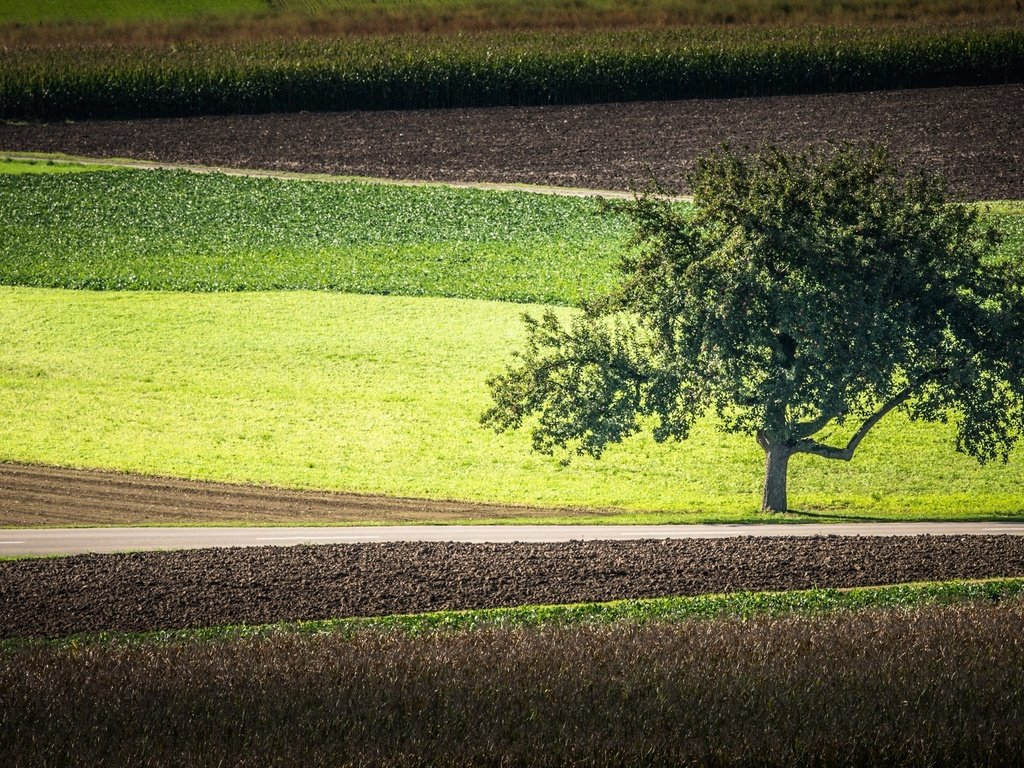 Обои дорога, дерево, поля, road, tree, field разрешение 2560x1600 Загрузить