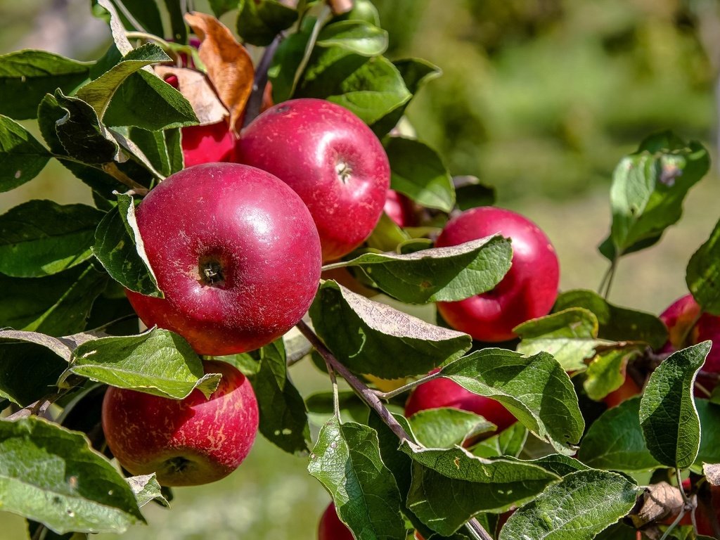 Обои ветка, листья, фрукты, яблоки, плоды, branch, leaves, fruit, apples разрешение 2048x1344 Загрузить