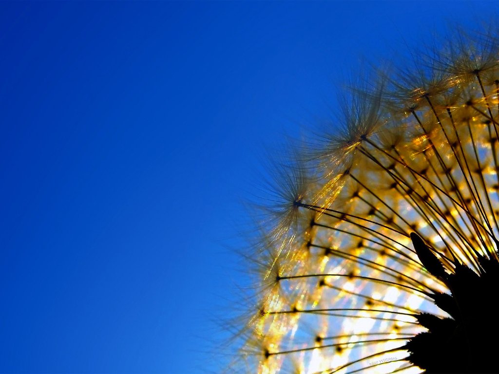 Обои небо, природа, одуванчик, растение, былинка, the sky, nature, dandelion, plant, blade of grass разрешение 1920x1080 Загрузить