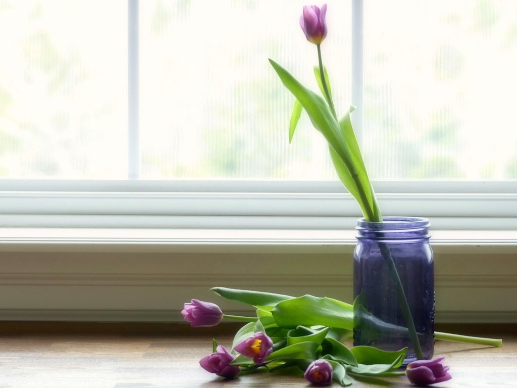 Обои цветы, фон, тюльпаны, flowers, background, tulips разрешение 3586x2458 Загрузить