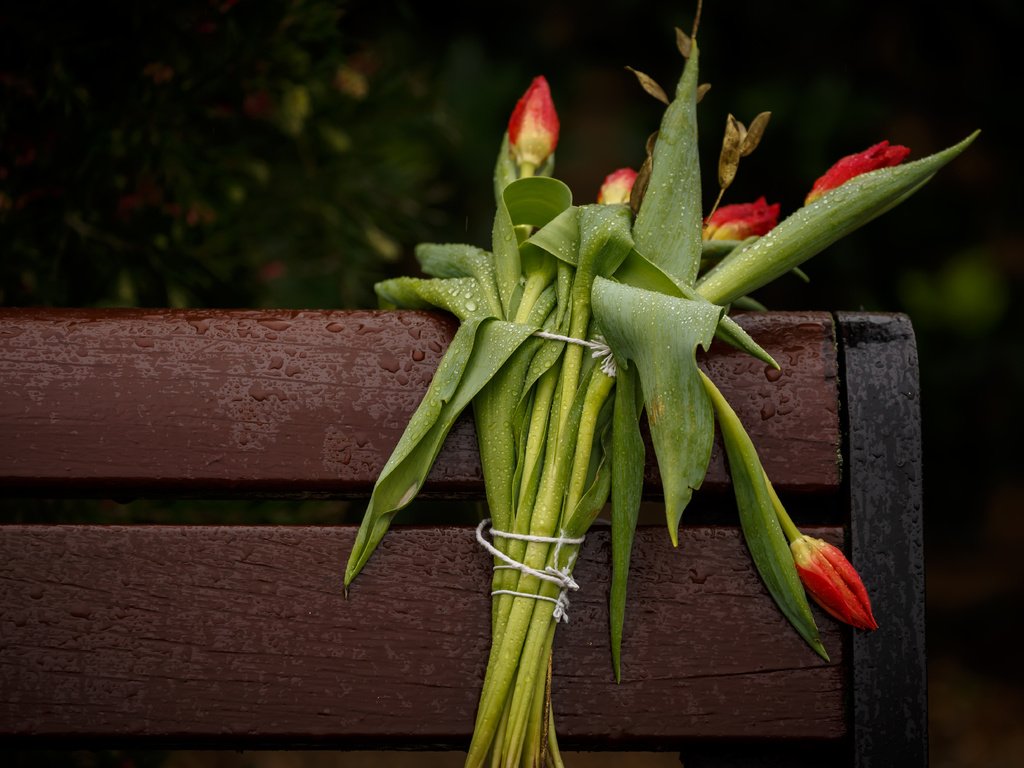 Обои цветы, фон, лепестки, скамейка, букет, тюльпаны, стебли, flowers, background, petals, bench, bouquet, tulips, stems разрешение 5516x3677 Загрузить