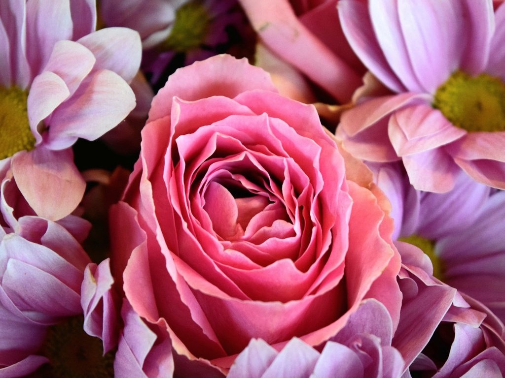 Обои цветы, розы, букет, герберы, розовые красивые, flowers, roses, bouquet, gerbera, pink beautiful разрешение 1920x1200 Загрузить