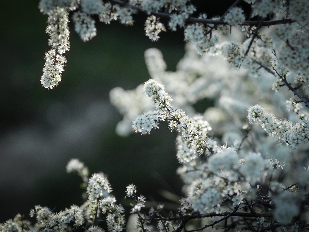 Обои цветы, природа, дерево, яблоня, flowers, nature, tree, apple разрешение 3456x2203 Загрузить