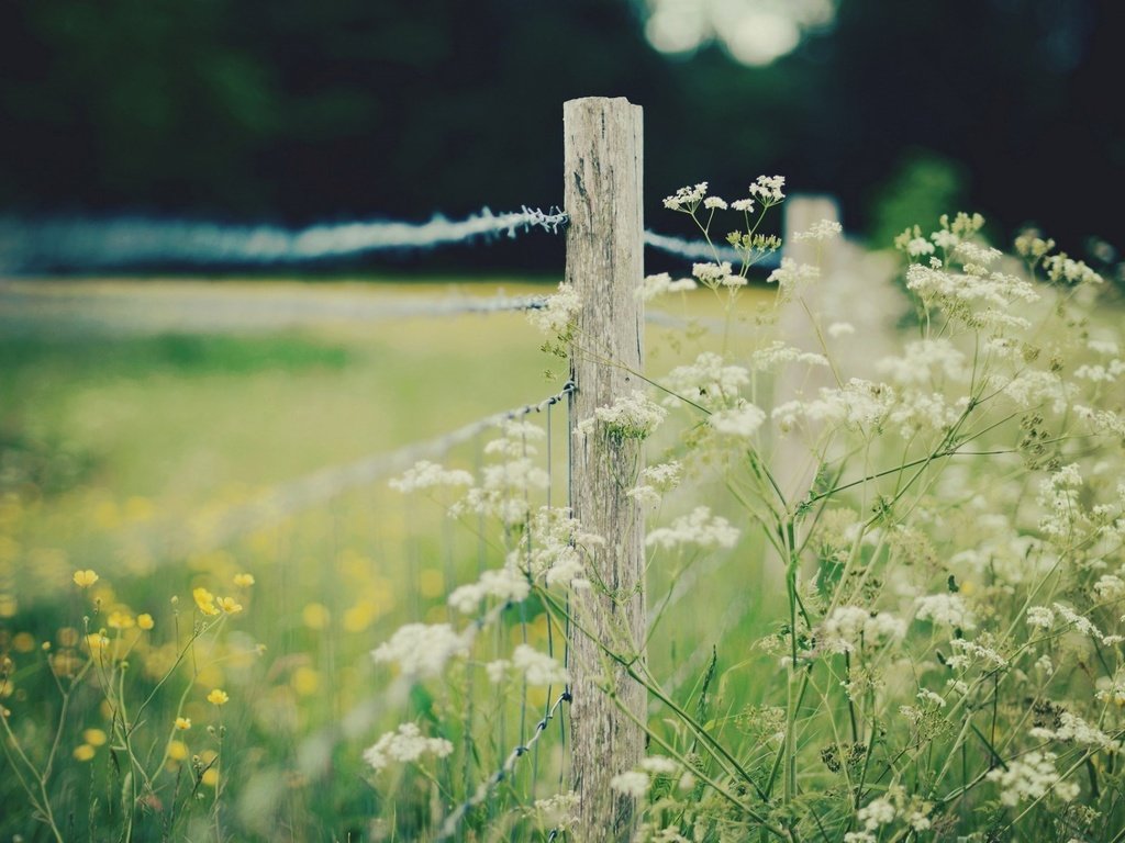 Обои цветы, природа, поле, забор, ограда, flowers, nature, field, the fence, fence разрешение 1920x1200 Загрузить