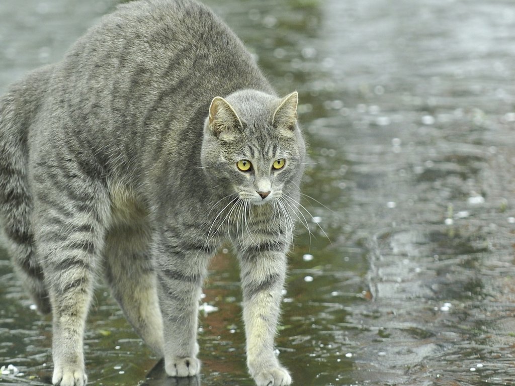 Обои животные, кот, кошка, улица, спина, дождь, animals, cat, street, back, rain разрешение 1920x1200 Загрузить