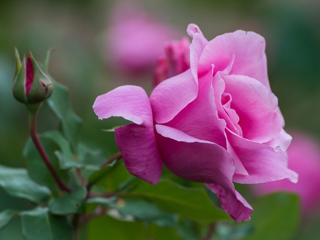 Обои макро, роза, лепестки, бутон, розовый, macro, rose, petals, bud, pink разрешение 2048x1344 Загрузить