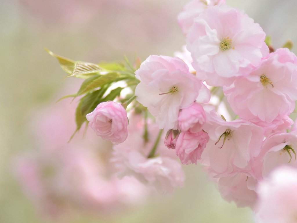 Обои цветы, природа, розовый, вишня, сакура, нежность, flowers, nature, pink, cherry, sakura, tenderness разрешение 2048x1356 Загрузить