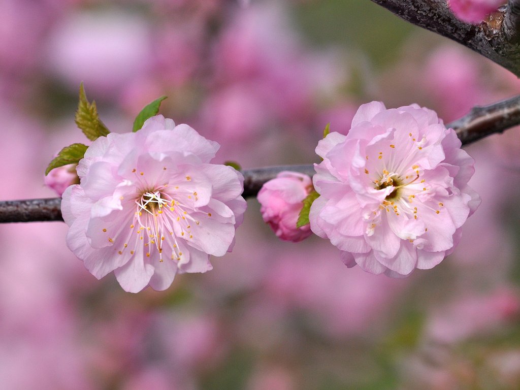 Обои ветка, макро, розовый, вишня, сакура, branch, macro, pink, cherry, sakura разрешение 2048x1360 Загрузить