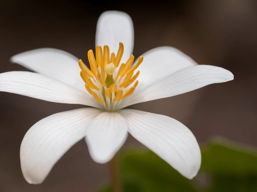 Обои цветок, лепестки, канадская, сангвинария, flower, petals, canadian, sanguinaria разрешение 2048x1365 Загрузить