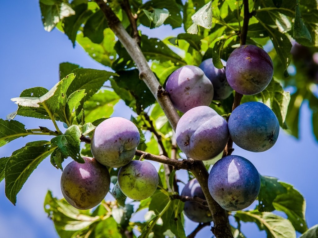 Обои небо, листья, плоды, сливы, the sky, leaves, fruit, plum разрешение 2048x1344 Загрузить